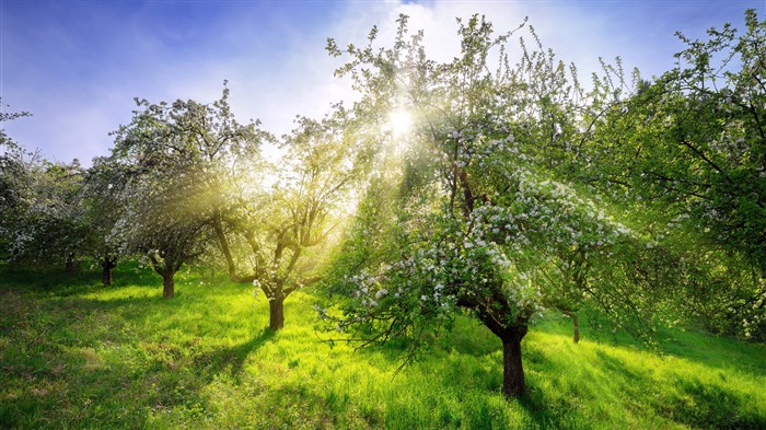 Verde, huerto de manzana, luz solar, primavera, alemania, bing, 4k Vistas:2386