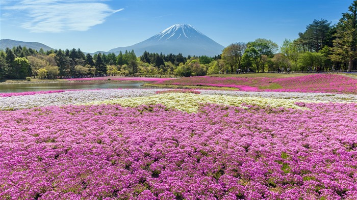 Monte Fuji, cama de flores, Japón, púrpura, primavera, bing, 4k Vistas:2685