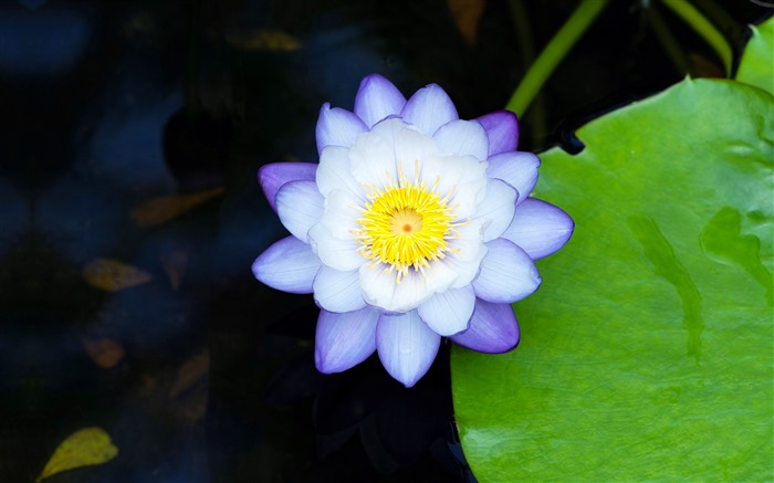 Violet, lis à eau, source, fleurs, gros plan, 5k Vues:1565