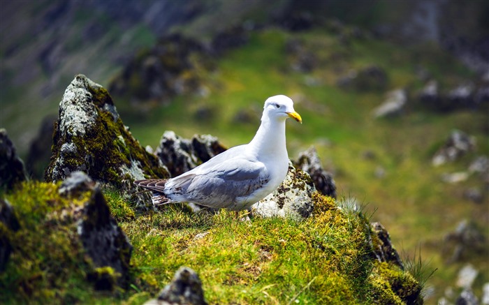 Snowdon, gaivota, animal, Caernarfon, Reino Unido, 5k Visualizações:1346