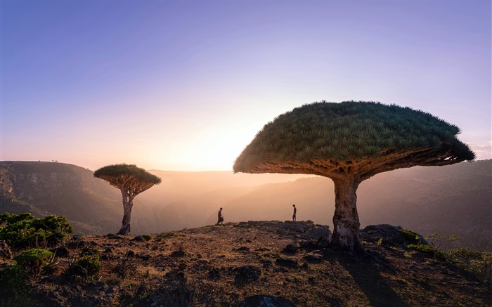 Sunlight, Dragon Blood Trees, Socotra Island, Yémen, 5K Vues:2958