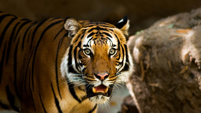 Tiger, zoológico de San Diego, San Diego, EE. UU., Bing, 4K Vistas:2177