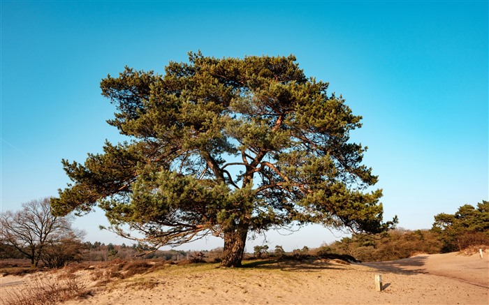 Arbre, désert, Zuiderheideweg, Hilversum, Pays-Bas, 5K Vues:2125