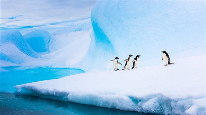 Adelie Penguins, Iceberg, Antártica, Bing, 4K Vistas:2391