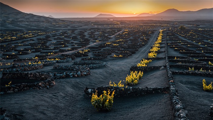 Viñedo volcánico, Lanzarote, Islas Canarias, Bing, 4K Vistas:1677