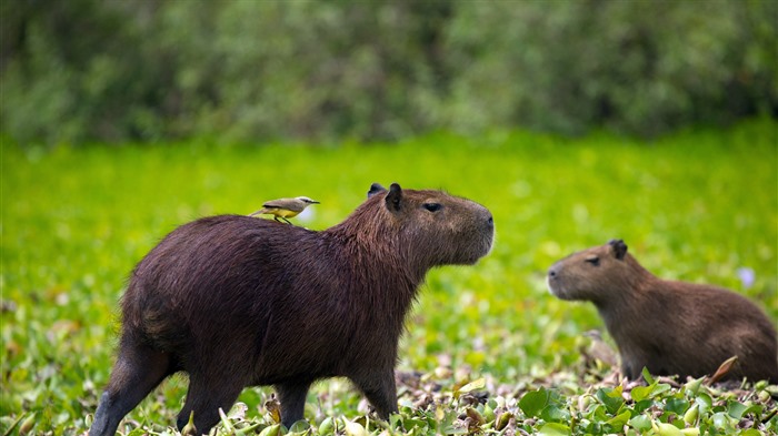 Capybara, animal, Pantanal, río río, Bing, 4k Vistas:1354