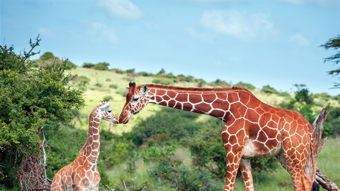 Giraffe, Lewa Wildlife Conservancy, Kenia, Bing, 4K Vistas:2045