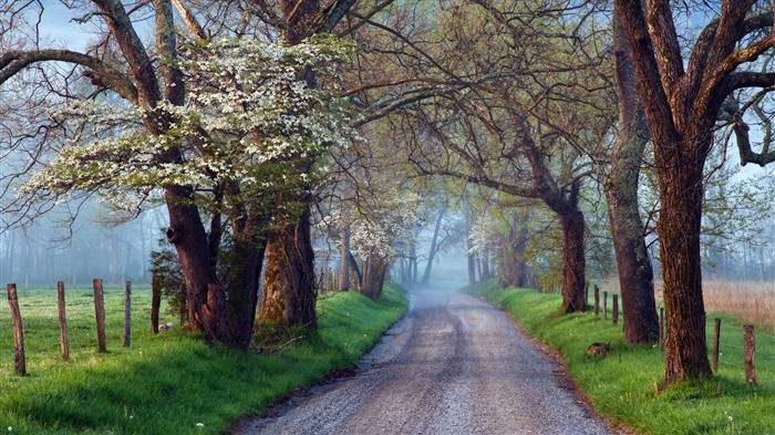 Gran Parque Nacional de Montañas Smoky, Tennessee, Bing, 4K Vistas:2470