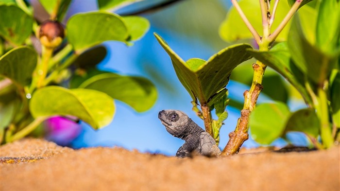 Guyana, Remiel Monjoli Beach, Turtle, Bing, 4K Vistas:1178