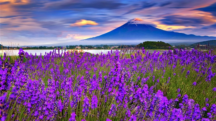 Lavanda floreciendo, Monte Fuji, Lago Kawaguchi, Bing, 4K Vistas:1527