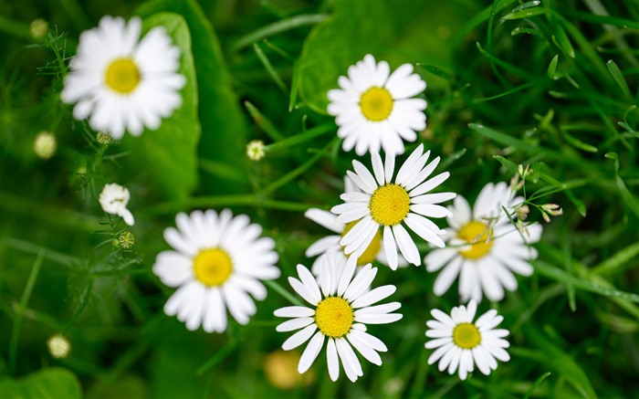 Natureza,Flores,Planta,2024,Escolhas,5K,Fotografia Visualizações:1410