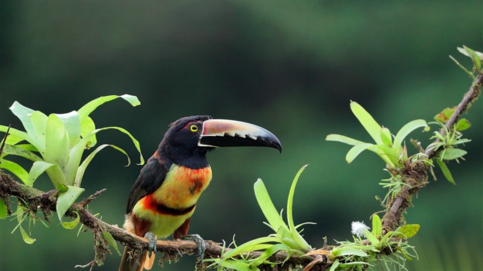 Aracari con collar, pájaro, jungla, Costa Rica, Bing, 4K Vistas:1974