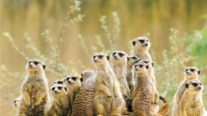 Manor, Familia Meerkat, Bing, 4K Vistas:1196