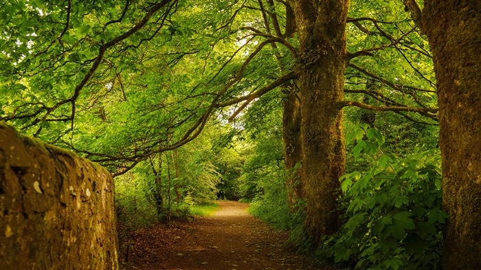 Old Forest, Escocia, Summer, Beith, Reino Unido, Bing, 4K Vistas:2416