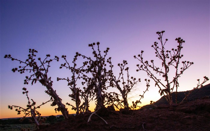 Withered Plants Sunset Zion National Park Utah USA 5K Views:937 Date:2024/7/31 11:03:39