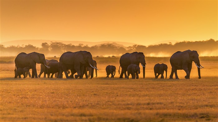 Elefantes africanos, Parque Nacional Amboseli, Kenia, Bing, 4K Vistas:1878