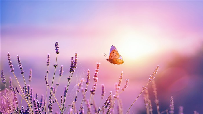 Mariposa, flor de lavanda, amanecer, Francia, Bing, 4k Vistas:2236