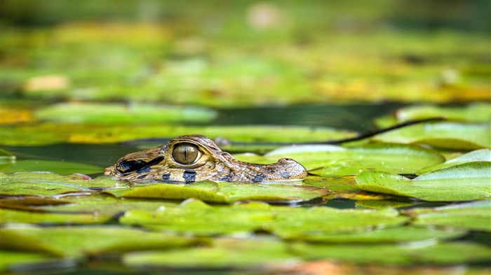 Caiman, Reserva Nacional de Tambopata, Perú, Bing, 4K Vistas:603