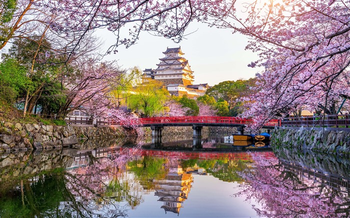 Cherry, Blossoms, Castle, Sunlight, Himeji, Japón, 5K Vistas:4132