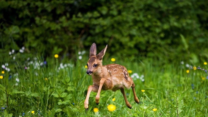 Deer Fawn, Summer, Normandy, Bing, 4K Vistas:932