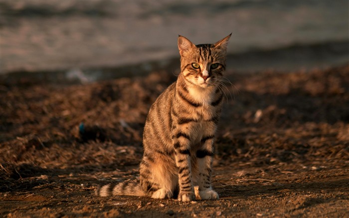 Gato, Lindo, Felidae, Amigo humano, Animales, 5K Vistas:391