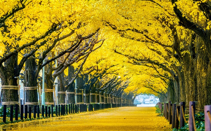 イチョウの木、公園の小道、黄金の秋、東京、日本、5K ブラウズ:792