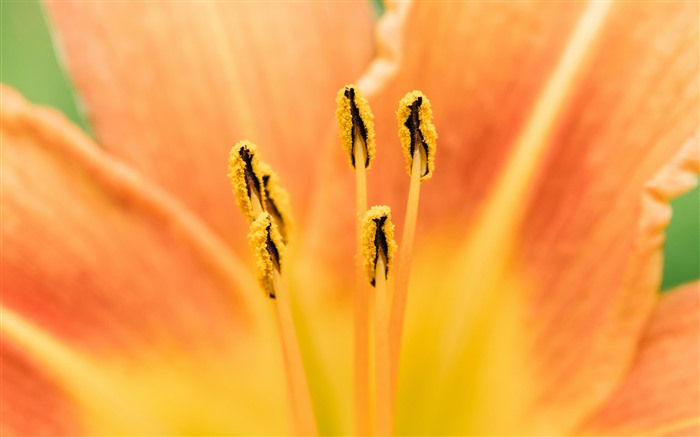 ユリの花、植物、雄しべ、花びら、クローズアップ、5k ブラウズ:316