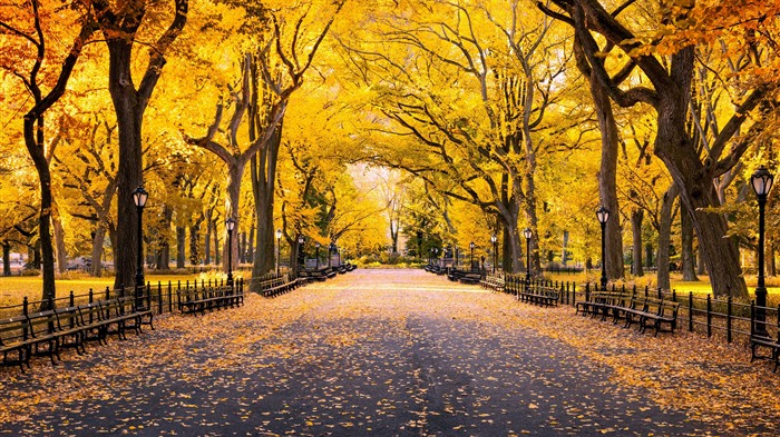 Autumn, Central Park, Manhattan, Nueva York, EE. UU., Bing, 4K Vistas:2173