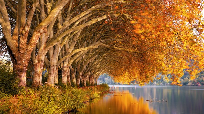 Alemania, Baldeneysee, Lake, 2024, otoño, Bing, 4k Vistas:2200