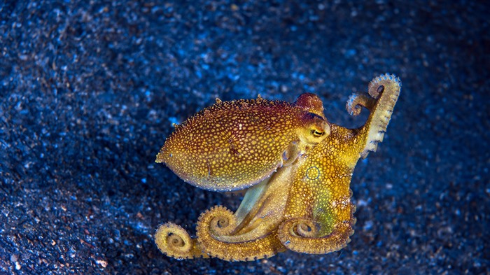 Mototi Octopus, Estrecho de Lembeh, Indonesia, Bing, 4K Vistas:1226