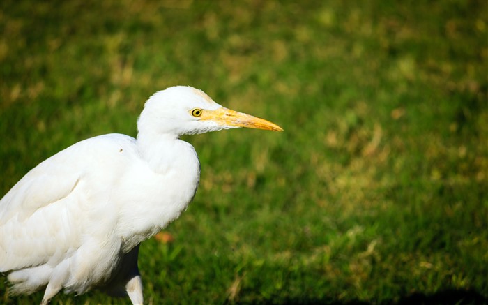 Oiseau blanc, faune, circuit, Patan, Inde, 5K Vues:130