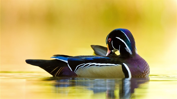 Pato de madera, lago, animal, Quebec, Canadá, Bing, 4K Vistas:1207