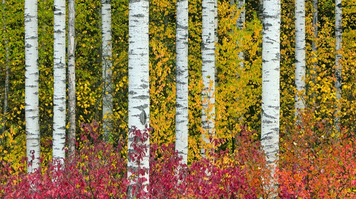 árboles Aspen, Autumn, Columbia Británica, Canadá, Bing, 4K Vistas:1074