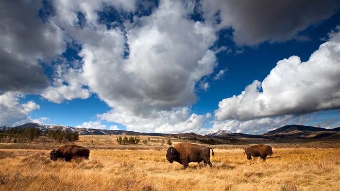 Bison, Yellowstone National Park, Wyoming, EE. UU., Bing, 4K Vistas:1414