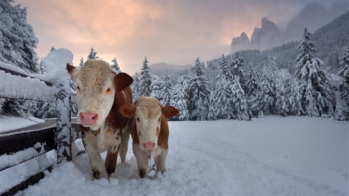 Vacas, valle alpine, dolomitas, italia, bing, 4k Vistas:1206