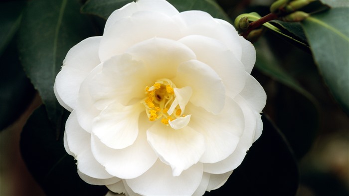 Detalle de los pétalos, camelia blanca, bing, 4k Vistas:988