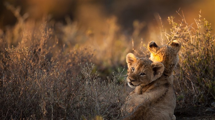 Cachorros de león, pastizales, amanecer, Sudáfrica, Bing, 4K Vistas:1230