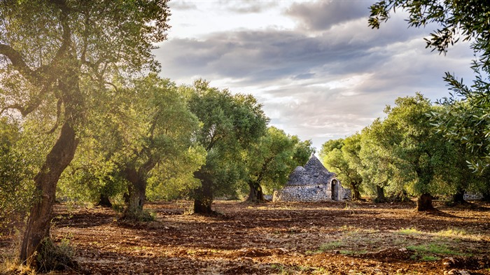 Olive Grove, Vale da ITRIA, Puglia, Itália, Bing, 4K Visualizações:1093