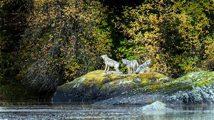 Vancouver Coastal Sea Wolves, Colúmbia Britanica, Canadá, Bing, 4K Visualizações:912