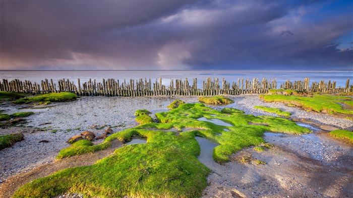 Wadden Coast, Moddergat, Friesland, Países Bajos, Bing, 4K Vistas:1255