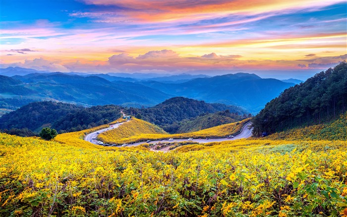 구불 구불 한 산악 도로, 해바라기 필드, 일몰, 태국, 5K 찾아보기 :3685