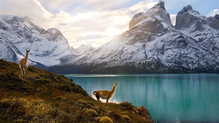 Guanacos, Parque Nacional Torres del Paine, Chile, Bing, 4K Visualizações:845