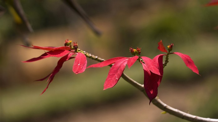 Selvagem, poinsétia, flor de Natal, Bing, 4k Visualizações:649