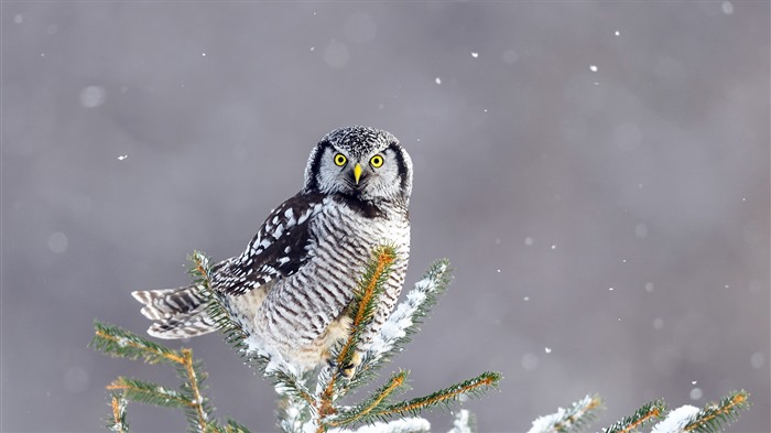 Winter, Northern Hawk Owl, Canadá, Bing, 4K Visualizações:758