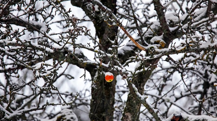 苹果挂在一棵白雪皑皑的树上，德国，Bing，4K 浏览:777