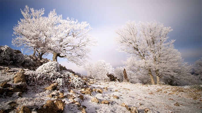 Frosted trees Sierra Aralar Navarra Spain Bing 4K Views:514