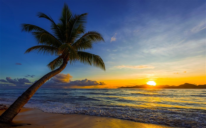 Peaceful Sunset Beach Palm Trees Skyline 5K Views:953