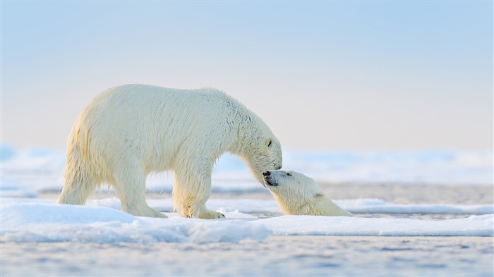 Polar Bears Play in the Arctic Winter Bing 4K Views:528 Date:2025/1/3 12:52:27