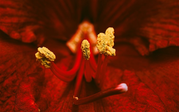 Red Lily Flower Plant Stamen Petal Closeup 5K Views:316