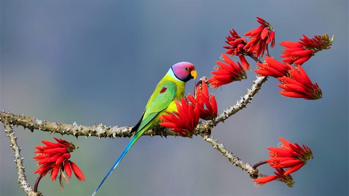 Scarlet Parakeet Karnataka India Bing 4K Views:594 Date:2025/1/3 12:47:09